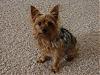 Who has the oldest yorkie.-hannah3.jpg