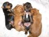 AKC Accepted My Red Puppy Litter!!!!!-2wksfavorite-600-x-450-.jpg