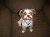 hi fellow yorkie lovers, i just want to introduce my self-teddys-new-haircut.gif