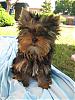 Calling all Darker Yorkies......-l_c4f94d6280bcefe7d202567f7d50699c.jpg