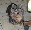 Here is our little Cindy with her Mom-2007-aug-mukie.jpg