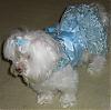 ,000.00 dog dress-bluefancy.jpg