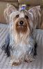 Silky Terrier-tcrop.jpg