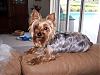 Silky Terrier-tmpphpnqwjry.jpg