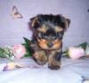 Ginger's babies at 6 1/2 wks-1st-girl-b.jpg