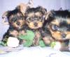 Ginger's babies at 6 1/2 wks-3-girls-cute.jpg