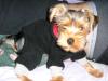 Making yorkie clothes-p2190030.jpg