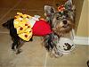 Jazzie is in Urban Paws Magazine!-dsc01478.jpg