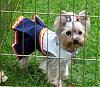 Cheerleading Team Outfit-bronco-teddi-2.jpg