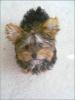 they shaved my puppy!!:(-babyheart.jpg