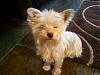Pure white or silver yorkies, please.-boots-2.jpg