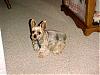 Pure white or silver yorkies, please.-booger5.jpg