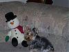 Advice--Yorkies vs. Maltese?-snowman.jpg