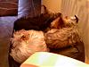 Pure white or silver yorkies, please.-dogs-1.jpg