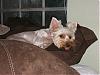 Pure white or silver yorkies, please.-loves-286.jpg