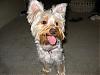Pure white or silver yorkies, please.-loves-401.jpg