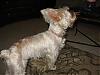 Pure white or silver yorkies, please.-loves-402.jpg