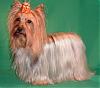 Pure white or silver yorkies, please.-dee.jpg