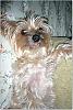 Pure white or silver yorkies, please.-l_a91ea9bd4a0111f897a83020b4183fd2.jpg