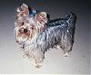 Pure white or silver yorkies, please.-sunnieboy.jpg