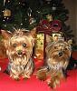 Calling All YT Boys -- COME JOIN!!!-2007xmascookiesmileangel.jpg