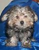 Calling All Morkie Angels....-88xbnos1s57.jpg