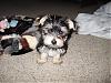 Calling All Morkie Angels....-cooper4.jpg