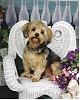 Calling All Morkie Angels....-teddy-chair.jpg