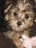 Calling All Morkie Angels....-n15600954_33127165_8420.jpg