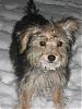 Calling All Morkie Angels....-n15600954_33395506_6446.jpg