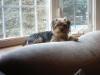 Tucker found a new home!-window-seat-002.jpg