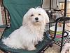 My sisters maltese need a good home-rezzack.jpg