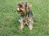 Who has larger Yorkies.-pictures-camera-tounge-cropped-1.jpg