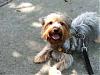 Who has larger Yorkies.-ginger.jpg