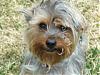 Who has larger Yorkies.-th_grassyginger.jpg