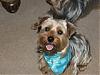 Who has larger Yorkies.-th_bernieandgingersummer2007013.jpg