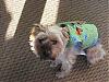 Who has larger Yorkies.-new-vest.jpg