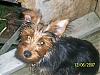 my yorkie looks diffrent-my-sweetheart-.jpg