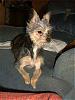 Who has larger Yorkies.-dog-pictures-005.jpg