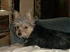 Who has larger Yorkies.-picture-009.jpg