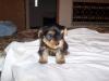 Soon to be Yorkie mom needs help-cutie2.jpg