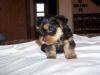 Soon to be Yorkie mom needs help-cutie4.jpg