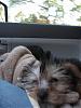 Pics of Grey Yorkies???-jenny-119.jpg