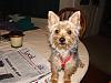 Pics of Grey Yorkies???-dsc00501.jpg