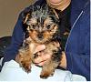 Pics of Grey Yorkies???-dsc00236_editeda.jpg