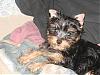 Pics of Grey Yorkies???-dsc00800.jpg