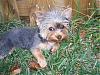 Pics of Grey Yorkies???-newmaddieandsophie-124-medium-.jpg