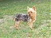 Pics of Grey Yorkies???-newmaddieandsophie-104-medium-.jpg