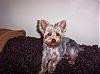 Pics of Grey Yorkies???-9-molly.jpg