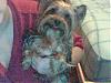 Happy Holidays Yorkietalk!!!!-picture-3.jpg